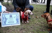 Понад 100 людських років: у Києві зареєстрували найстарішого собаку України (фоторепортаж)