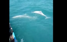 На видео попали редкие дельфины-альбиносы