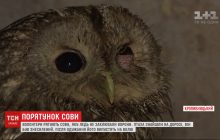 В Кропивницком волонтеры спасают совенка, которого чуть не заклевали вороны (видео)