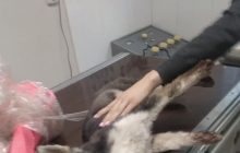 У Запоріжжі шкуродери повісили цуценя хаскі на дереві, тварина померла в муках (фото, відео)