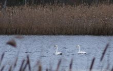 У Чорнобилі помітили рідкісних птахів (фото)