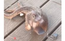 "Це мутант": користувачка TikTok зняла на камеру морське "чудовисько" (відео)