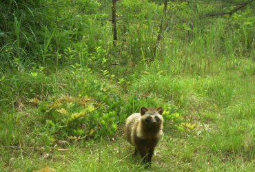 В радиоактивной зоне Фукусимы популяции диких животных процветают – ученые (фото, видео)