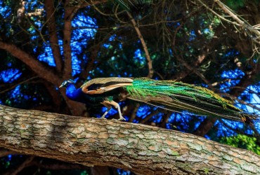 Кольоровий зір тварин розвинувся ще до появи яскравих фруктів і квітів, - дослідження