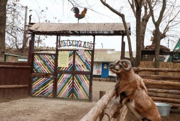 Для постраждалих від війни зоопарків України зібрали понад 600 тисяч доларів