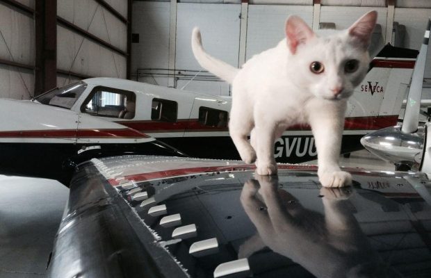 В США хотят запретить перевозку животных для эмоциональной поддержки в самолетах