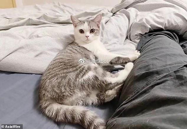 Кошку поймали, положили в пластиковый пакет и заживо закопали / фото: AsiaWire Кошку поймали, положили в пластиковый пакет и заживо закопали / фото: AsiaWire