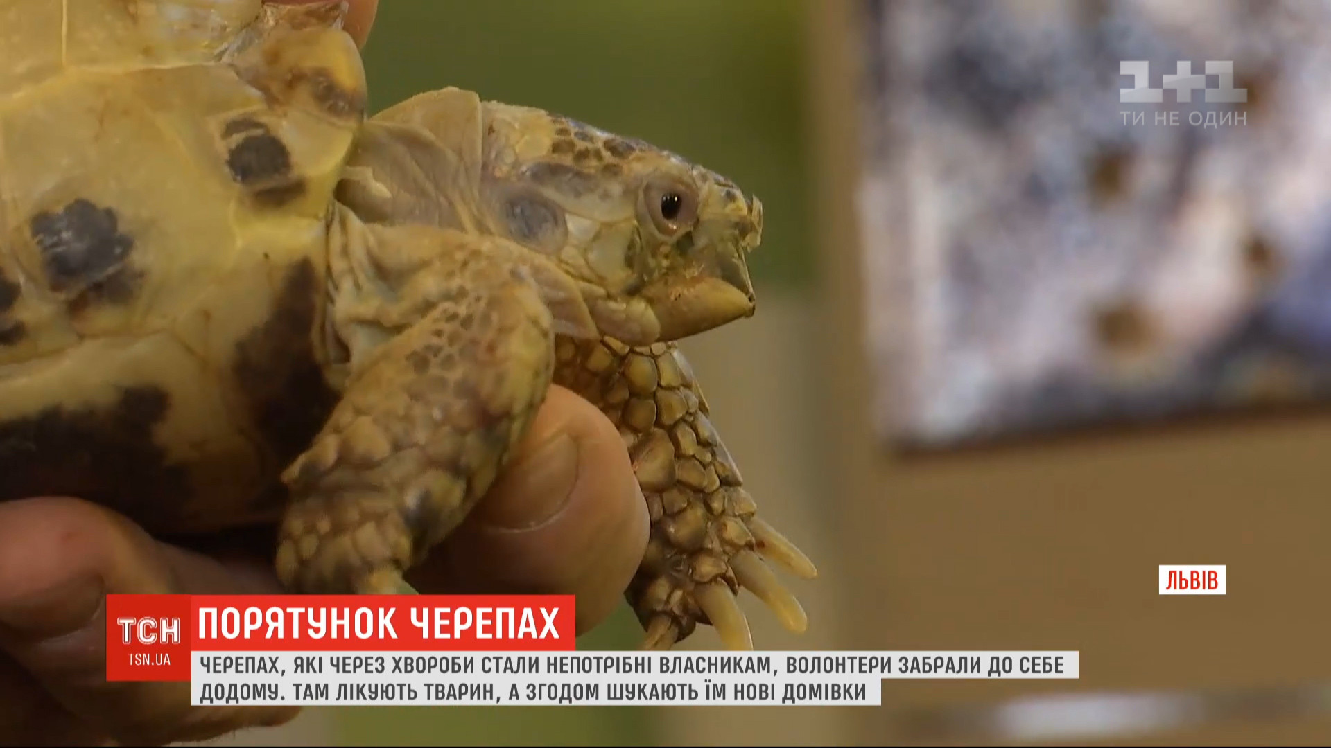 Господарі позбулися тварин, тільки-но ті захворіли / скріншот з відео Господарі позбулися тварин, тільки-но ті захворіли / скріншот з відео