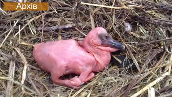 Архівне фото новонародженого пелікана / скрін відео objectiv.tv Архівне фото новонародженого пелікана / скрін відео objectiv.tv