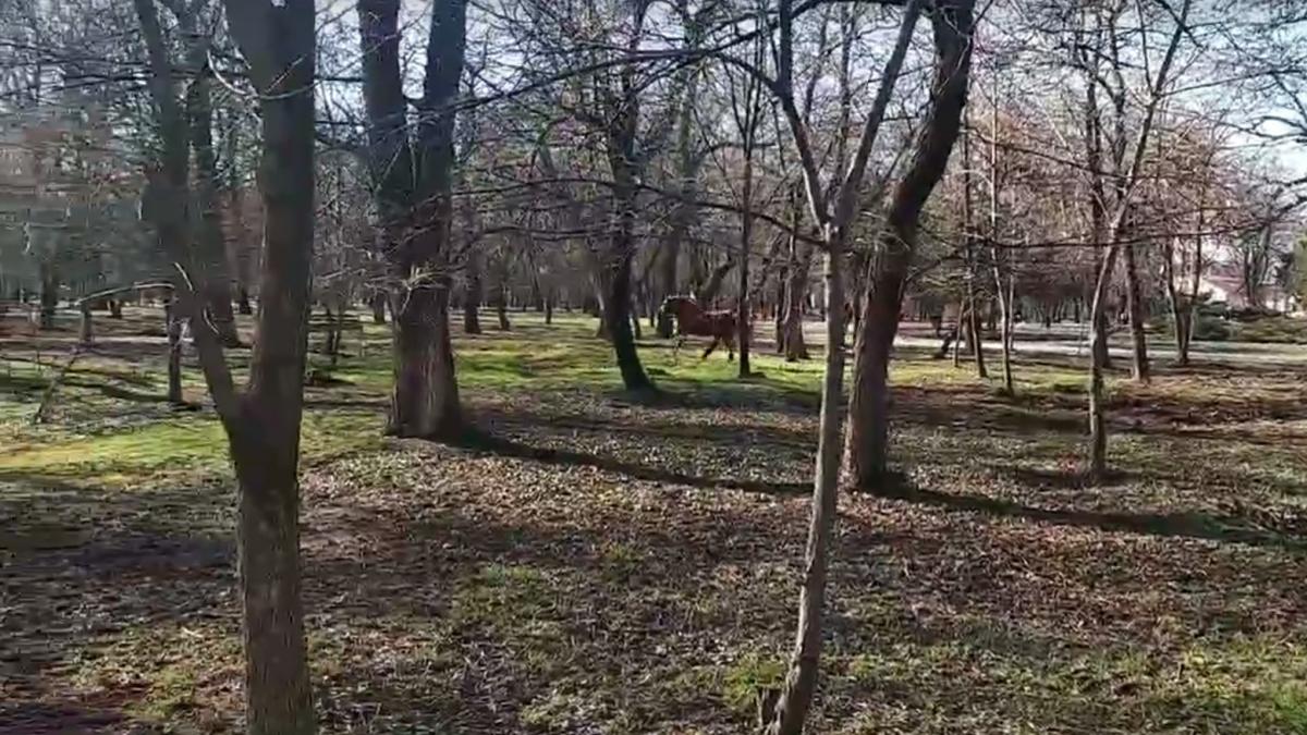 Боня вырвался на волю / скриншот из видео Боня вырвался на волю / скриншот из видео