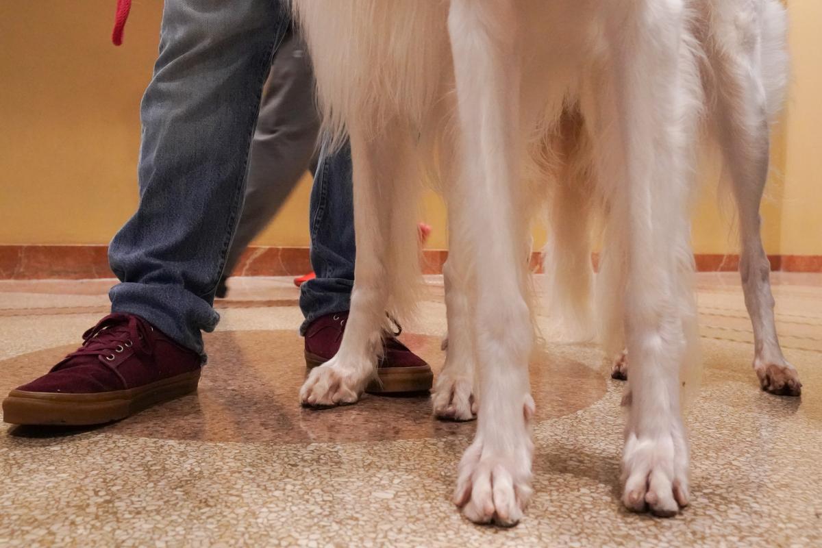 Животные были доставлены в ветеринарную клинику, где во время оказания помощи одна собака умерла \ Фото: REUTERS