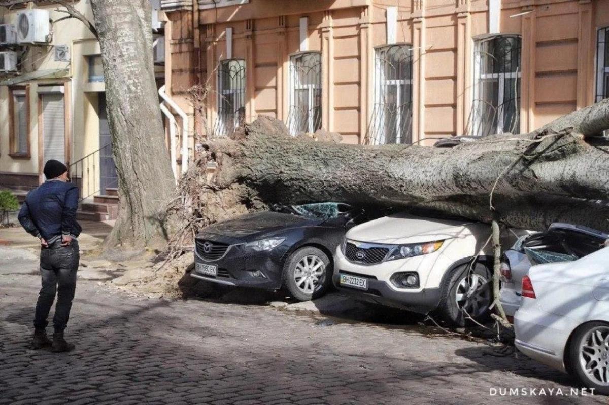 У місті впало близько 50 дерев / Фото: Думская У місті впало близько 50 дерев / Фото: Думская