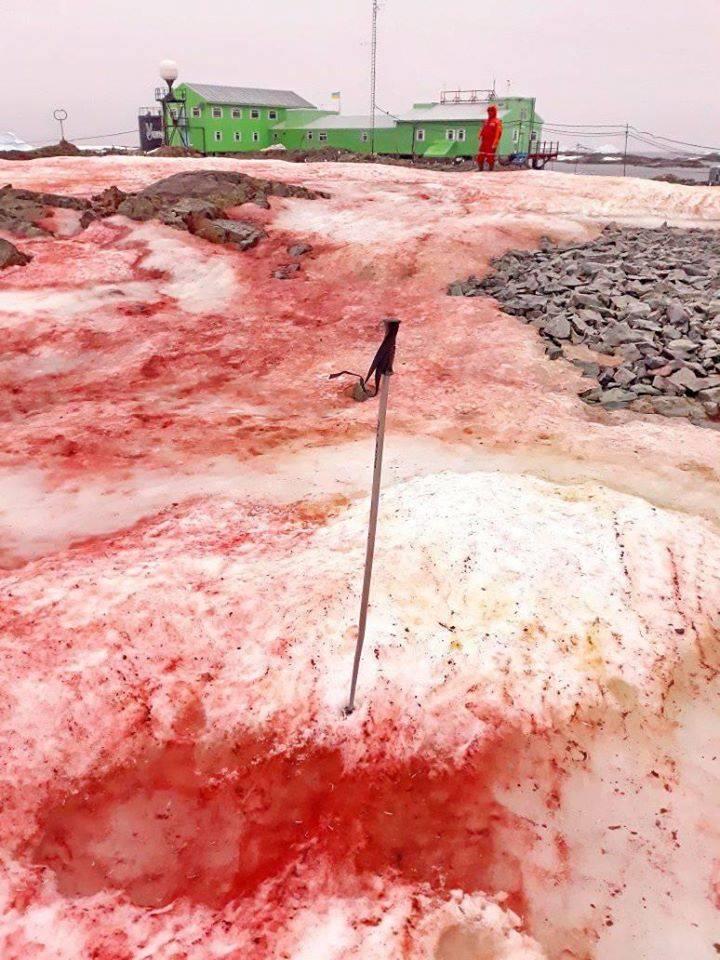 фото Андрей Зотов / facebook.com/AntarcticCenter фото Андрей Зотов / facebook.com/AntarcticCenter