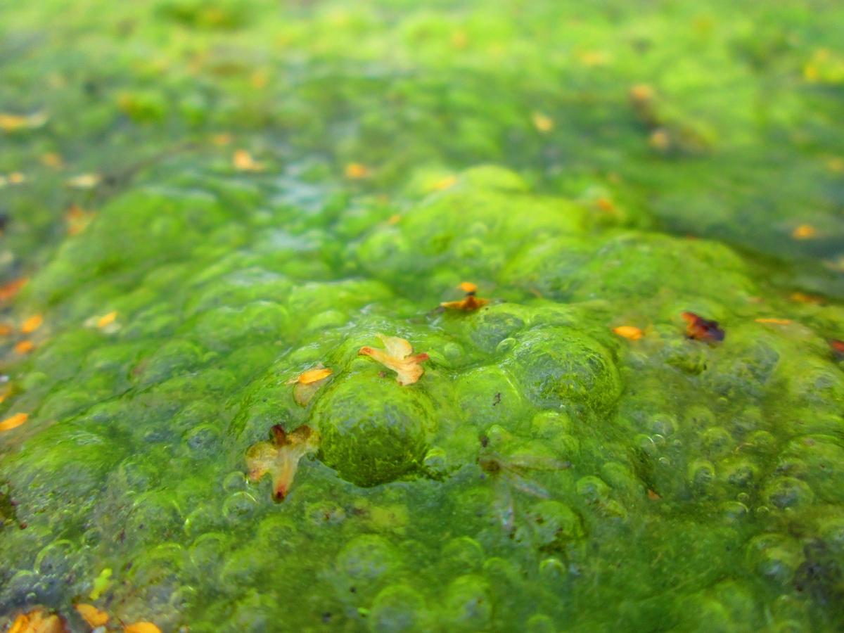 Сине зеленые водоросли фото