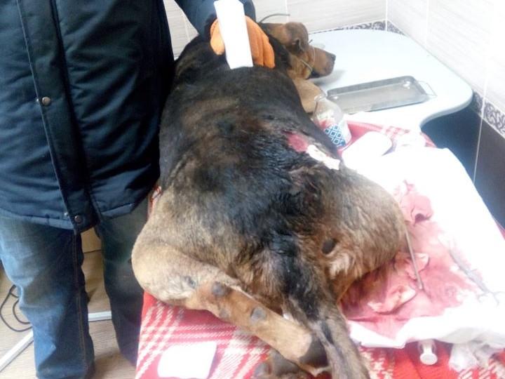 Полиция начала проверку по факту стрельбы / фото: "Факты" Полиция начала проверку по факту стрельбы / фото: "Факты"