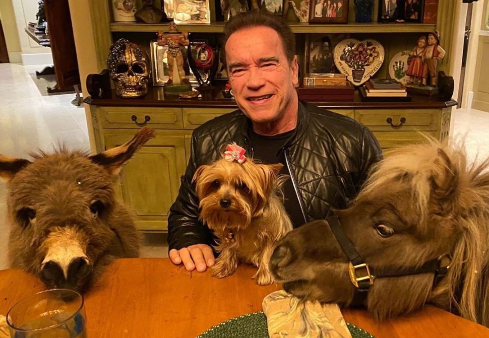 Шварценеггер в компанії своїх домашніх улюбленців / instagram.com/schwarzenegger Шварценеггер в компанії своїх домашніх улюбленців / instagram.com/schwarzenegger