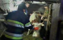 В Днепропетроской области спасли беременную корову, упавшую в кормовой желоб (фото)
