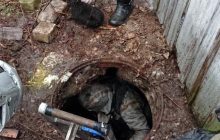 В Днепре спасли пятерых щенков, упавших в выгребную яму