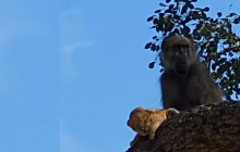 "Lion King" in real life: baboon steals cub from pride (Video)