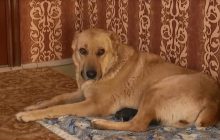 Відправили на дембель: на Черкащині сім’я прихистила травмованого собаку, який відстав від потяга з військовими (відео)