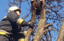 У Дніпрі рятувальники зняли застряглого на дереві кота (фото)