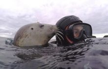 Тюлени под водой могут воспроизводить звуки "Звездных войн" – ученые (фото, видео)