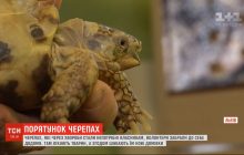 У Львові двоє друзів доглядають за черепахами, від яких відмовилися власники (відео)
