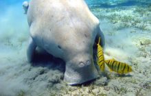 Експерти підрахували, скільки морських корів мешкає у водах Перської затоки