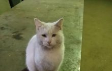 У Запоріжжі шкуродери підпалили живого кота (фото 18+)