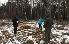 ДБР повідомило про десятки обшуків у Держлісагентстві та лісництвах Житомирщини (фото)