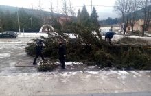 Десятки повалених дерев і зірвані дахи: у Львівській області другу добу лютує негода (відео)