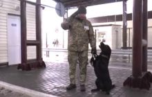Пес пограничников научился отвечать на лозунг “Слава Украине”: видео