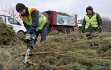 В Киеве с 1 января начнут работать точки по приему елок на утилизацию