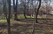 Зупинити Боню так і не вдалося: в Одесі кінь утік із зоопарку (відео)