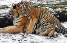 В честь Дня влюбленных в зоопарке Харькова рассказали о романтике среди животных (видео)