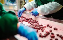 T.B. Fruit планирует запустить направление шоковой заморозки овощей, фруктов и ягод