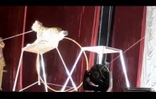 Нарвался сам: рысь напала на дрессировщика во время циркового выступления (видео)