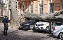 Ураган в Одесі: через повалені дерева паралізувало рух транспорту