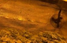 На Київщині затримали чоловіка, який вирощував коноплю у підвальному приміщенні (відео)