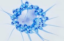 Революционное открытие: ученые нашли животное, способное обходиться без кислорода