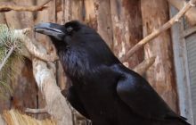 У зоопарку Харкова ворона привітали з днем народження рибою, овочами й фруктами (відео)