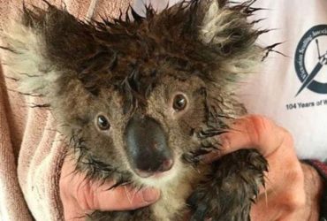 У Австралії десятки коал померли від голоду у зрубаному лісі