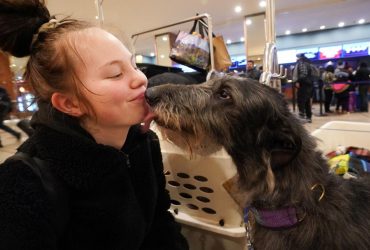Мозг собаки и человека синхронизируется, когда они смотрят друг другу в глаза, - ученые