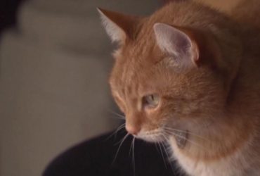 В румынском музее два рыжих кота 10 лет работают талисманами (видео)