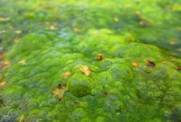 В Китае нашли древнейшие зеленые водоросли возрастом миллиард лет