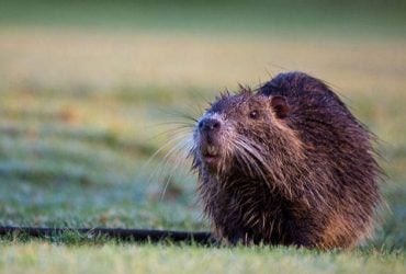 У США після війни 76 бобрів скинули на парашутах у дику місцевість: для чого це було зроблено