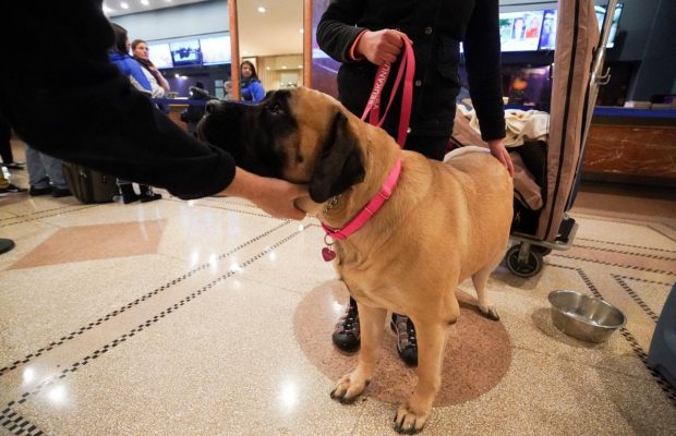 Более 2 тысяч собак в одном месте: в США прошло традиционное дог-шоу (фоторепортаж, видео)