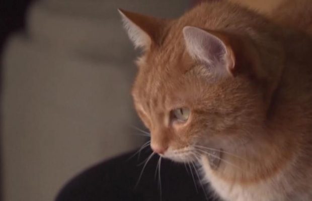 В румынском музее два рыжих кота 10 лет работают талисманами (видео)
