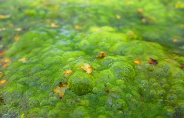 "Зелена каша": туристи в Одесі скаржаться на засилля водоростей (відео)