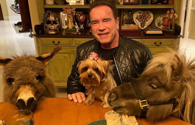 Ослиця Лулу і поні Віскі: Шварценеггер показав своїх домашніх улюбленців (фото, відео)